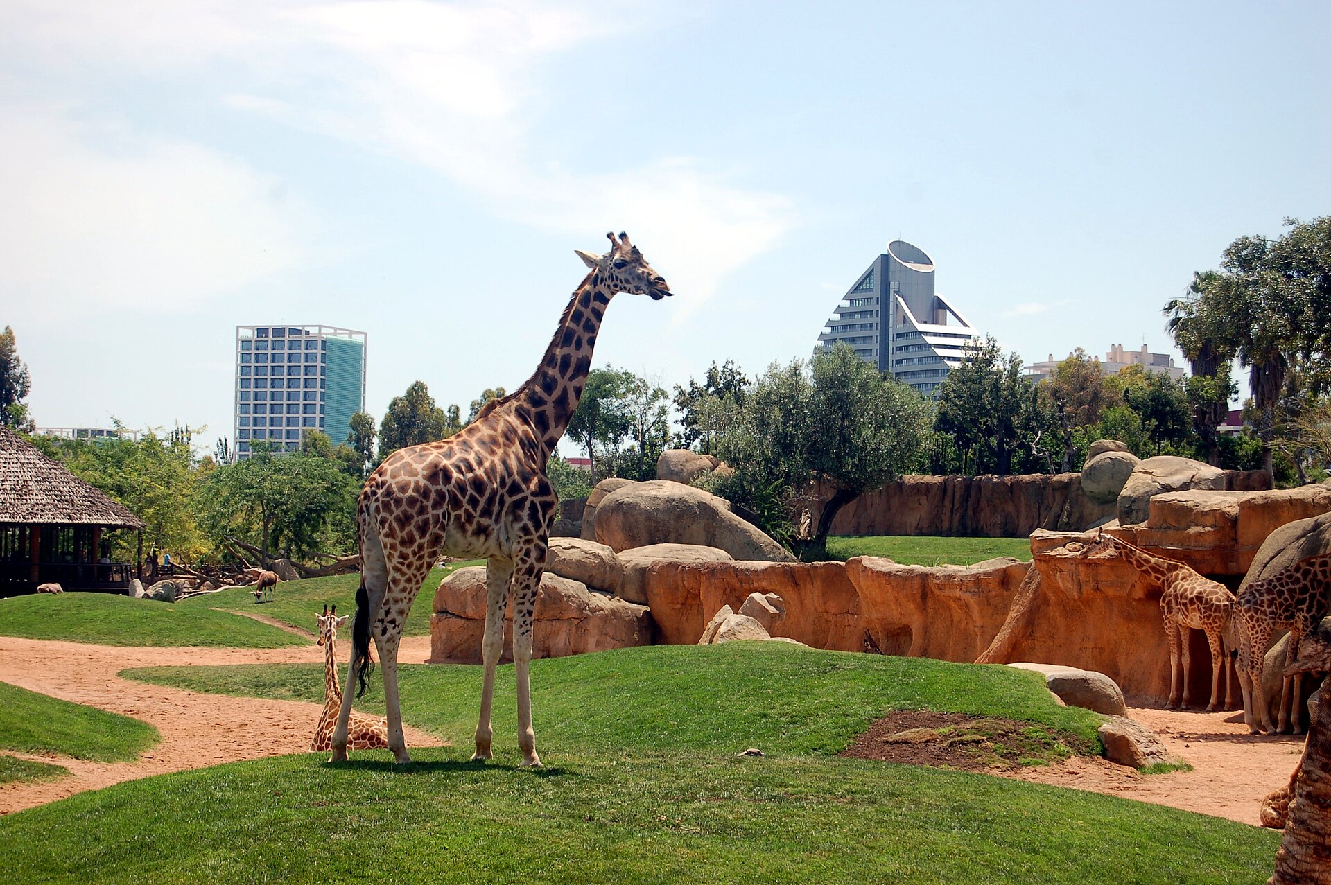 Animaux et végétation luxuriante en semi-liberté au Bioparc Valencia